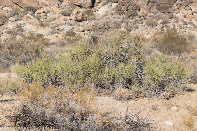 Joshua Tree